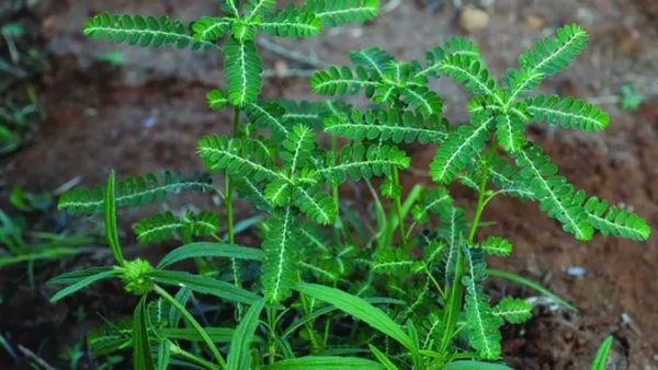 மஞ்சள் காமாலையோடு.. சொறி, சிரங்கையும் ஆற்றும் கீழாநெல்லி.. கில்லி போல நோயை ஓட்டும் கீழாநெல்லி பவுடர்
