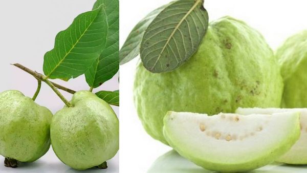 ஒரே ஒரு கொய்யாவில் ஓராயிரம் அற்புதம்.. இந்த 