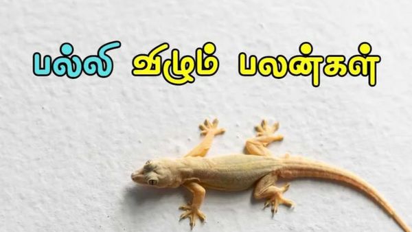 பல்லி விழும் பலன்.. கண் மீது பல்லி விழுந்து விட்டதா? கவலைப்படாதீங்க.. தோஷத்திற்கு பரிகாரம் என்ன?