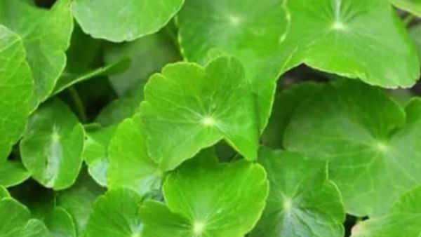 கீரையில் பெஸ்ட் வல்லாரை.. ரத்தசோகையை விரட்டும் சூப்பர் பவுடர்.. இதுதான் முறை.. சருமம் மினுமினுக்கும்