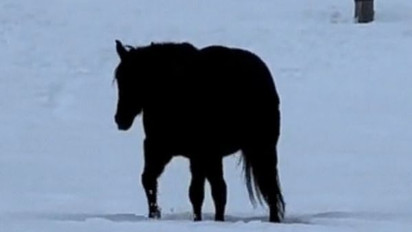 இந்த குதிரை வருதா.. இல்லை போகுதா.. எவ்ளோ நேரம்னாலும் எடுத்துக்கோங்க.. முடிந்தால் விடையை கண்டுபிடிங்க