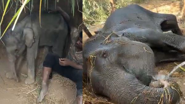 சத்தியமங்கலத்தில் கேட்கும் அழுகுரல்.. குட்டியின் 2 மாத பாசப் போராட்டம் போச்சே! உயிரிழந்தது தாய் யானை