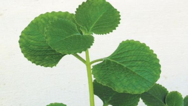 ஓமவள்ளி இலை.. நாலஞ்சு இலை போதும்.. சட்டென பறக்கும் சளி தொல்லை.. ஆச்சரியம் தரும் ஓமவள்ளி பொடி கஷாயம்