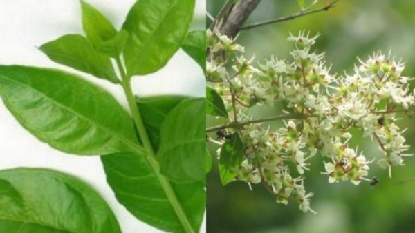 மருதாணி பூ.. வழுக்கை தலையில் முடி வளரணுமா? வாத நோய் தீரணுமா? மருதாணி பூக்களே போதும்.. சூப்பர் எண்ணெய்