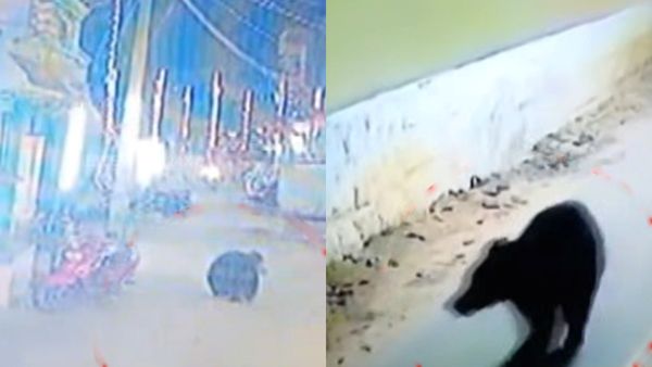 நெல்லையில் 