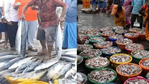 வஞ்சிரம் , வவ்வால்.. திடீர்னு சறுக்கிய மீன்கள்.. சென்னை காசிமேடு காலி.. இனி 60 நாளைக்கு இப்படித்தான்