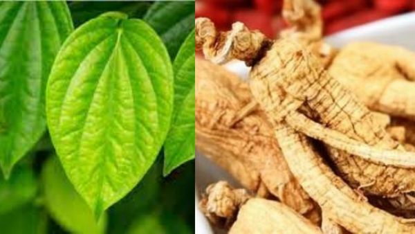 அமுக்குரா கிழங்கு.. தாம்பத்யம் சிறக்க பெஸ்ட் மெடிசின்.. முருங்கை பிசினின் சூப்பர் ரிசல்ட்.. ஹேப்பி