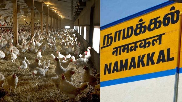 பயமுறுத்தும் பறவைகாய்ச்சல்..ஹை அலர்ட்டில் நாமக்கல்..முட்டை, கோழி சாப்பிடலாமா வேணாமா? முக்கிய அட்வைஸ்