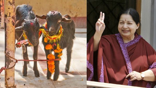 தமிழக கோவில்களில் ஆடுகள், கோழிகள் வெட்டக்கூடாது.. சட்டம் போட்டு பின் வாங்கிய ஜெயலலிதா