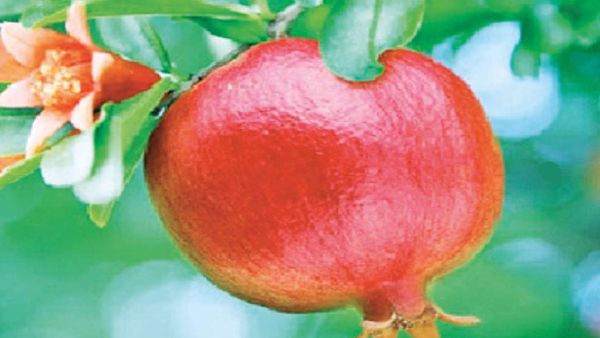 மினுமினுப்பு சருமம் வேணுமா.. மாதுளை இலை கைப்பிடி போதும்.. வாய்ப்புண் ஆற்றும் சூப்பர் மாதுளம் இலைகள்