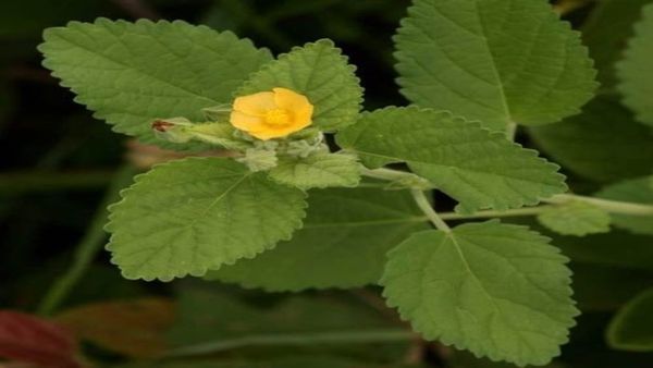 மூலச்சூடு முதல் உஷ்ண கட்டிவரை ஓட்டும் பழம்பாசி இலைகள்.. பயனதரும் பழம்பாசி.. அசத்தல் 