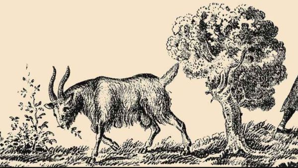 ஆடு மேயும் வரை! மரத்தின் அருகே இளைப்பாறும் ஓனரை கண்டுபிடிங்க பார்க்கலாம்! 5 வினாடிதான் டைம்!