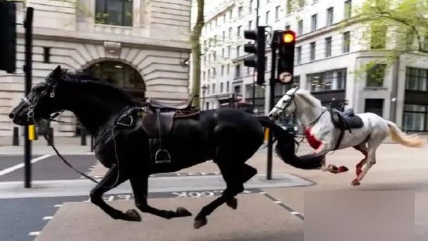 லண்டன் தெருவில்.. ரத்தம் சொட்ட சொட்ட பாய்ந்த 2 குதிரைகள்.. பக்கிங்ஹாம் அரண்மனை கிட்ட ஒரே பரபரப்பு
