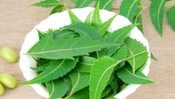 சுகர் சர்னு இறங்கிடும்.. வெறும் வயிற்றில் தினமும் வேப்பிலை சாப்பிடலாமா.. நடக்கும் அதிசயத்தை பாருங்க