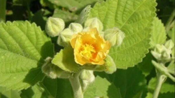 தேங்கியிருக்கும் கொழுப்பு குறைய.. பெண்களுக்கு சுகப்பிரசவம் நடக்க.. அடடே இப்படி ஒரு மூலிகையா.. அருமை