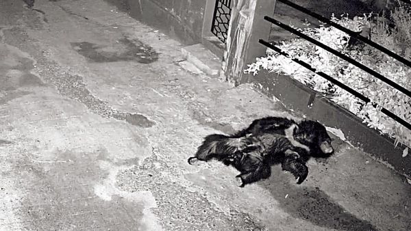 குன்னூருக்குள்ளே சர்ப்ரைஸ் விஐபி.. வீட்டு வாசலில் நின்ற கருகரு உருவம்! ஒரே நொடியில் நடுங்கிய நீலகிரி