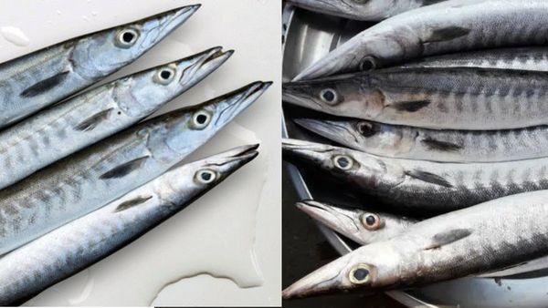 ஊளி மீன்களை உதாசீனப்படுத்தாதீங்க.. ரத்த கட்டி, பக்கவாதம் டேஞ்சரை தடுக்கும் ஊளி மீன்.. வியப்பூட்டுதே