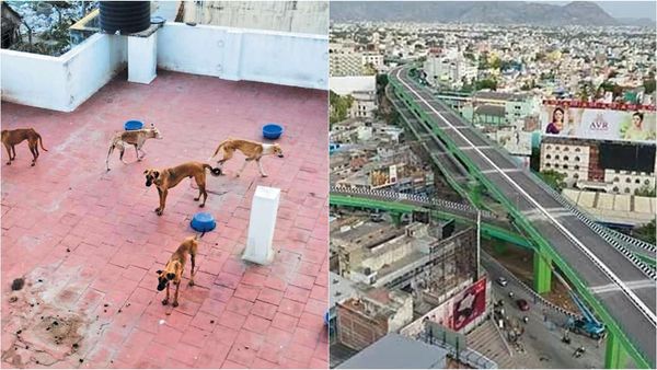 பூந்தமல்லியில் பூட்டியிருந்த வீடு.. வீசிய துர்நாற்றம்.. குரைத்தபடியே இருந்த நாய்கள்.. பெண் தலைமறைவு