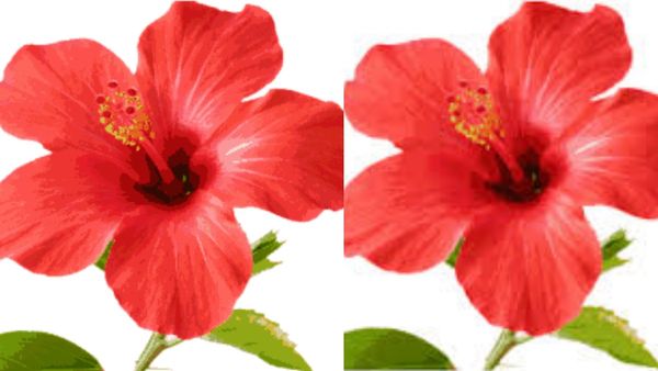 செம்பருத்தி பூக்களை சாப்பிடலாமா? நோயெதிர்ப்பு சக்தியை கூட்டி, உஷ்ணத்தை ஓட்டி.. வாவ் செம்பருத்தி பூ