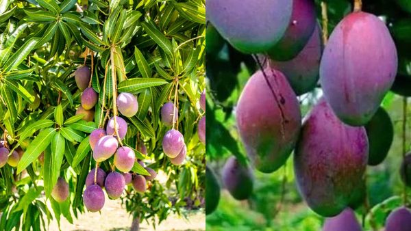 ‛‛ஒரு மாம்பழம் ரூ.10,000’’.. மியாசாகியால் லட்சாதிபதியான கர்நாடகா விவசாயி.. அப்படி என்ன ஸ்பெஷல்?