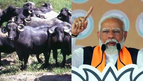 2 எருமை மாடுகள் இருந்தால் காங்கிரஸ் ஆட்சியில் ஒரு எருமையை பறித்துக்கொள்வார்கள்.. பிரதமர் மோடி பேச்சு