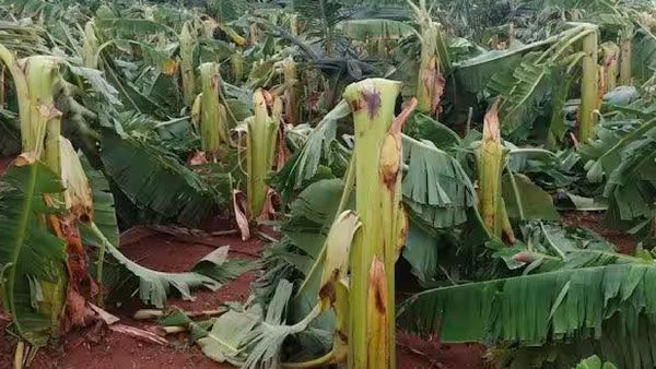 காத்திருப்புக்குப் பிறகு மழை பெய்தும் விவசாயிகள் சோகம்.. பல்லாயிரக்கான வாழை மரங்கள் முறிஞ்சு போச்சே!