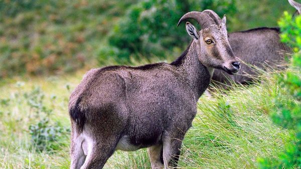 வெளிநாட்டு உயிரினங்களின் இருப்பை அறிவிக்க வழிகாட்டு அறிக்கையை வெளியிட்டது தமிழக அரசு