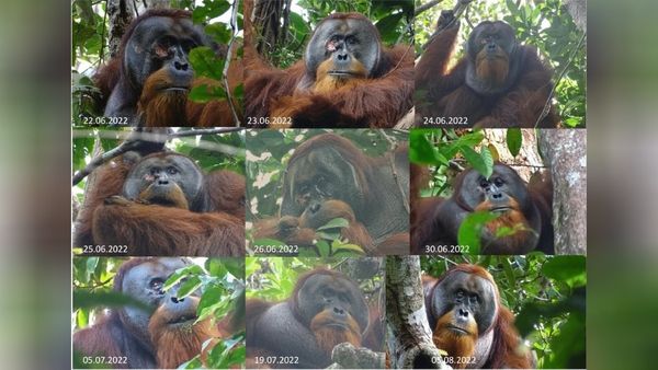 ’சித்த வைத்திய சிகாமணி’ ராகூஷ்..மூலிகையை பயன்படுத்திய ஒராங்குட்டான்! அதிர்ந்து போன ஆய்வாளர்கள்!