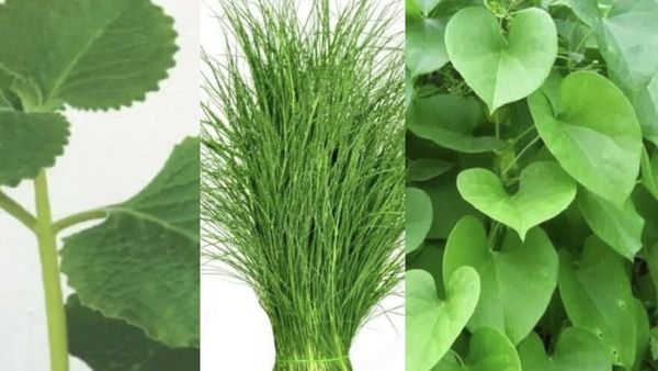 ஓமவல்லி.. அடுத்து அகத்திக்கீரை, அப்பறம் அருகம்புல், கூடவே கருந்துளசி.. தொண்டை வலியை போக்கும் இலைகள்