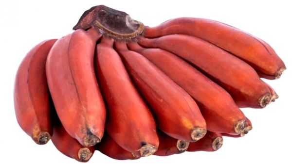 செவ்வாழையின் சிறப்பு.. குதி கால் வலி முதல் பாத எரிச்சல் வரை அடியோடு விரட்டும் செவ்வாழை ஜூஸ்! சூப்பர்