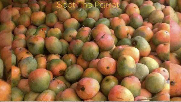 மாம்பழங்களுக்கு இடையே மறைந்திருக்கும் 