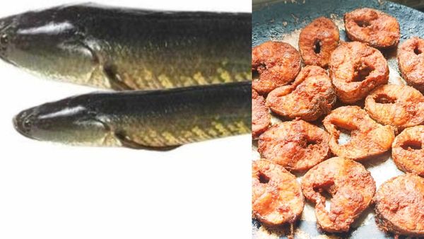 விரால் மீனின் ஸ்பெஷாலிட்டியே இதுதான்.. எந்தெந்த உறுப்புகளுக்கு விரால் மீன்கள் நல்லது தெரியுமா? வாவ்