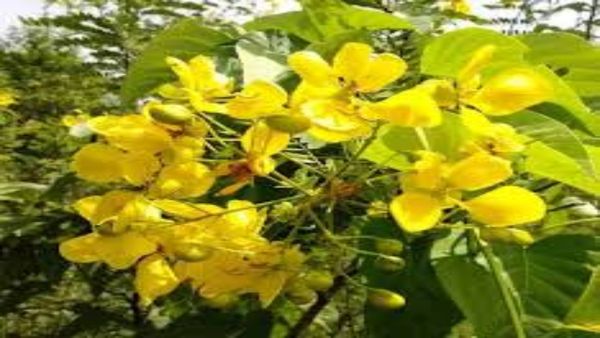 சர்க்கரை நோயாளியின் கால் புண்கள்.. லேசில் ஆறாத ரணம்.. ஆவாரம்பூ இலையை இப்படி ட்ரை பண்ணுங்க.. சூப்பர்