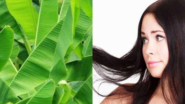 நீளமான தலைமுடிக்கு வாழையிலை.. மின்னும் சருமத்துக்கு வாழை இலைகள்.. ஆயுளை கூட்டும் சூப்பர் வாழை இலை
