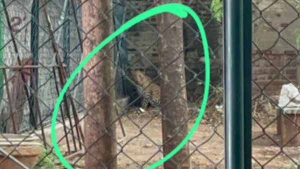 அதிர்ந்த திருப்பத்தூர்.. பள்ளிக்குள் புகுந்த சிறுத்தை! பெற்றோர்கள் பீதி.. வனத்துறையினர் விரைந்தனர்