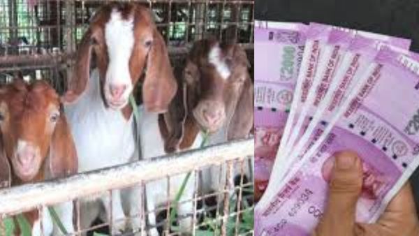 லட்சாதிபதி ஆகணுமா? ஆடு வளர்த்தே சம்பாதிக்கலாம்.. அள்ள அள்ள லாபம் தரும் மத்திய அரசின் சூப்பர் திட்டம்