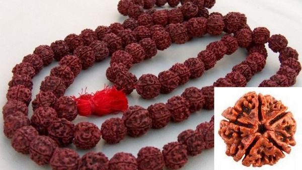 ருத்திராட்சத்தை பெண்கள் அணியலாமா? ருத்ராட்சையை சுத்தம் செய்வது எப்படி? சிறப்பு தரும் ருத்ராட்சை மாலை