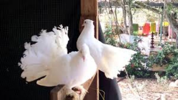 கெட்ட கெட்ட கனவு.. உங்க கனவில் புறா வருதா? அதுவும் 