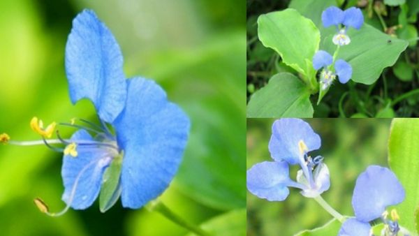 கானா வாழையின் ஸ்பெஷாலிட்டி.. மாதவிடாய் கோளாறு, உடல் சூட்டினை தணிக்கும் ஜில் கன்றுக்குட்டி புல் ஜூஸ்