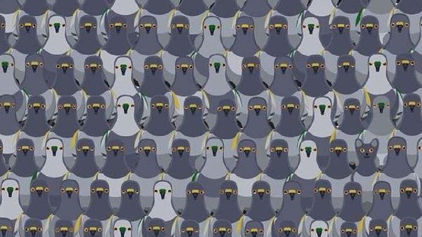 புறாக்களுக்கு மத்தியில் பதுங்கி இருக்கும் 