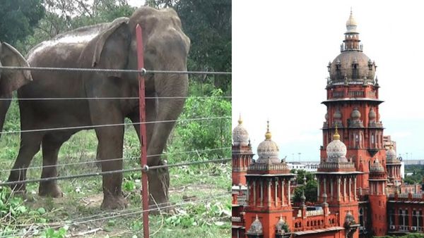 யானைகளுக்கு எமனாக மாறும் மின் வேலிகள்! மின்வாரியத்திற்கு வார்னிங் கொடுத்த சென்னை ஐகோர்ட்