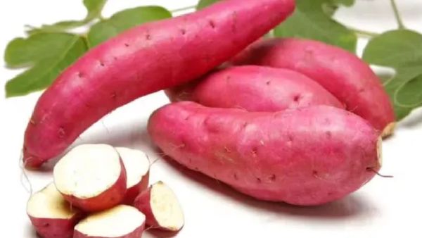 சர்க்கரை வள்ளிக்கிழங்கு அல்டிமேட்.. எலும்பு, பற்களுக்கு உறுதி தரும் ஸ்வீட் பொட்டேடோ.. பெஸ்ட் பலன்கள்