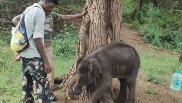 பாசப் போராட்டம்.. தாயை தேடி அலைந்து திரிந்த குட்டி யானை.. தாய் ஏற்காத நிலையில் முதுமலையில் சேர்ப்பு!