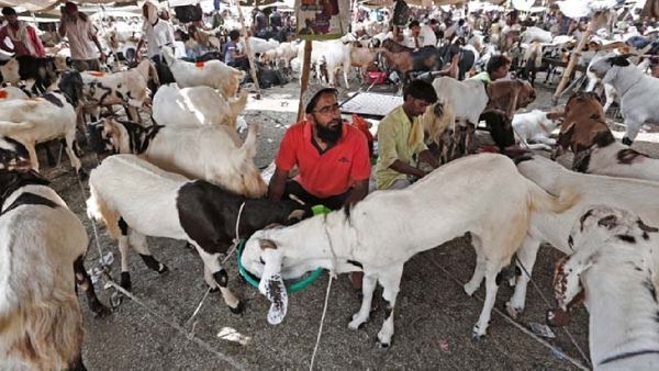 பக்ரீத் பண்டிகை: கால்நடைகளை பொது இடங்களில் பலியிட தடை கோரி வழக்கு.. ஐகோர்ட் பிறப்பித்த உத்தரவு!