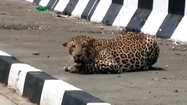 11 மணி நேர திருப்பத்தூர் திக் திக்.. கார் உள்ளே 5 பேர்! கதவை திறந்தால் இரைதான்! சிக்கிய சிறுத்தை