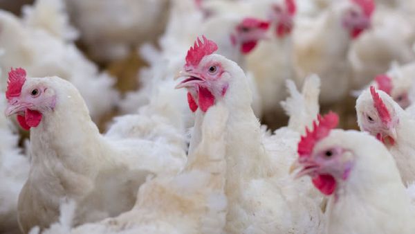 ஒரு நிமிஷம் தலை அப்படியே சுத்திருச்சு..விக்கல் வர வைக்கும் சிக்கன் விலை..முட்டை தான் இந்த வார ஆறுதல்