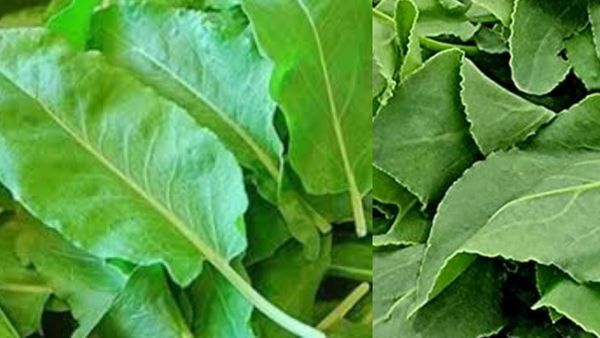 சுக்காங்கீரை.. பிளட் பிரஷர் அதிகமா இருக்கா? மூட்டு வலி, முழங்கால் வலி தொந்தரவை ஓட்டும் சுக்கான் கீரை