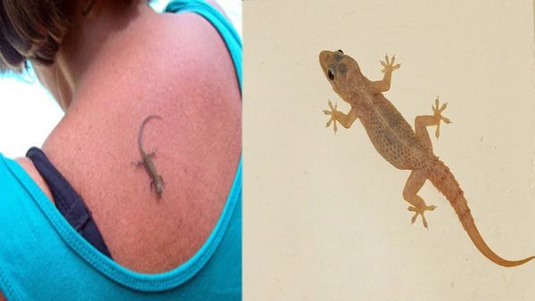 தோள்பட்டையில் பல்லி விழுந்துருச்சா? பல்லி உடம்பில் 