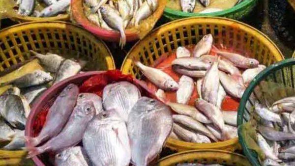 முரல் மீன்கள்.. அடுத்த ஊளி மீனின் ஆச்சரியம்.. மத்தி மீனை விடவா? அள்ள அள்ள ஆரோக்கியம் தரும் மீன்கள்