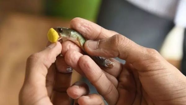 ஹைதராபாத்தில் மீன் பிரசாதம் விநியோகம் தொடங்கியது! ஆஸ்துமா குணமாவது எப்படி?